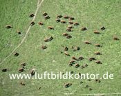 Rinderherde, 5418-kl Nr. 1537